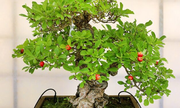 A plant for your palm