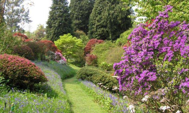 Weekend Walk: Chiddingfold and Ramsnest Common (7 miles)