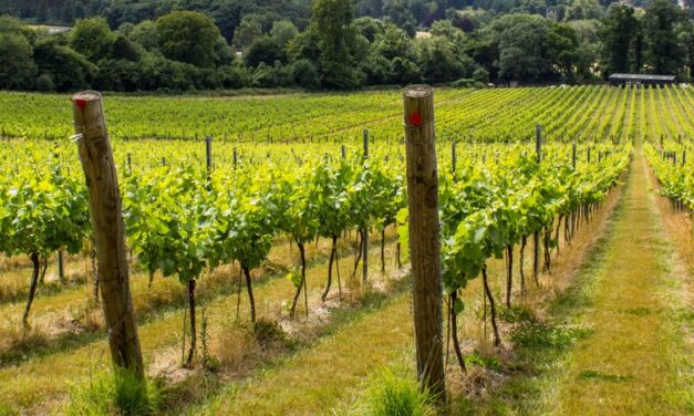 A day of fizz and fun in the Surrey Hills