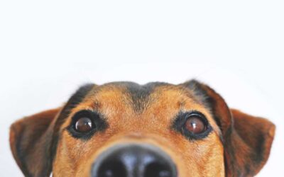 Dog training tips whilst in isolation