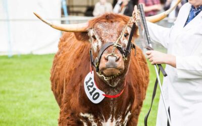 Behind the scenes at The Surrey County Show