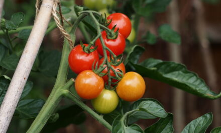 Grow top performing, tasty tomatoes with Beth Otway