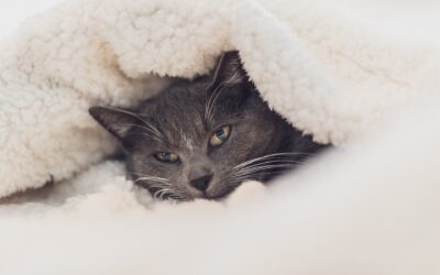 Shall we get a cat?