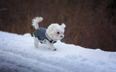 Pets in Winter