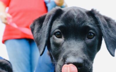 Dogs For Autism