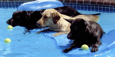 Top tips for summer pet safety