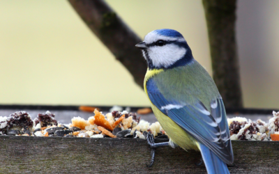 Feed the Birds this winter