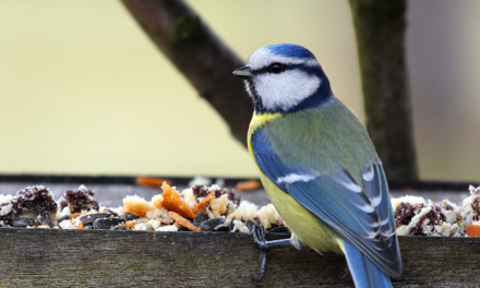 Feed the Birds this winter