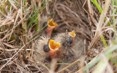 Watch your step and help rare breeding birds