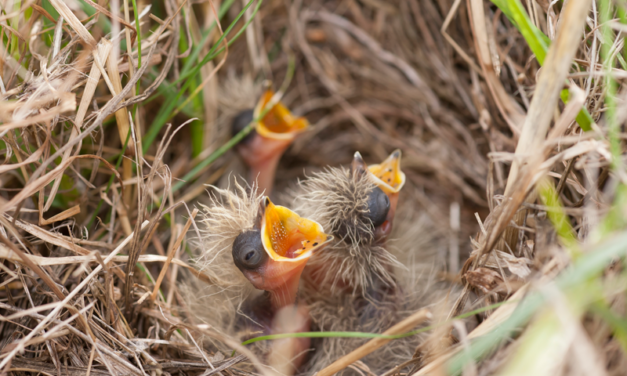 Watch your step and help rare breeding birds