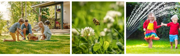 Our Love Affair for Lawns