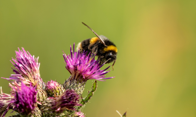 Encouraging wildlife in the garden