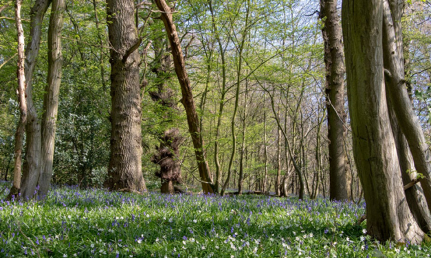 Weekend Walk: Two family walks (2 miles and 2.5 miles)