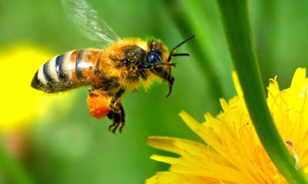 Feed the bees this summer – 5 flowers to plant for a bee-friendly garden