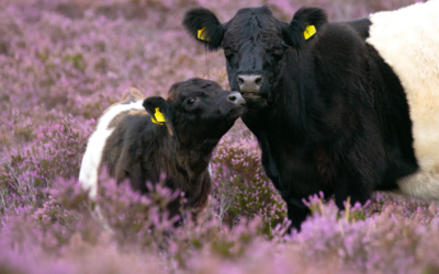 Celebrating Surrey’s heathlands in the pink