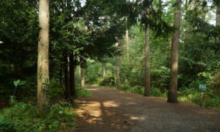 Weekend Walk: Alice Holt Forest (7 miles)