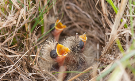 Watch Your Step to help the RSPB protect ground nesting birds this spring