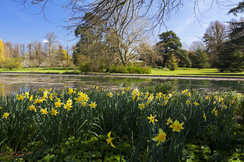 Spring colour at National Trust gardens around Hampshire