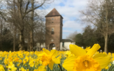 Water tower restoration brings new habitat for swift population at Polesden Lacey