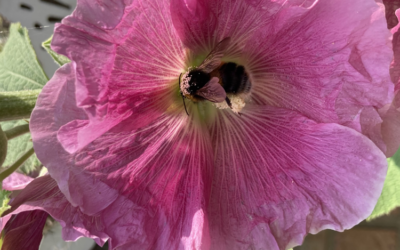 The RSPB calls for everyone to join the wildlife-planting revolution