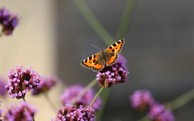 ‘Butterfly cocktails’: how to make endangered butterflies feel welcome in your garden