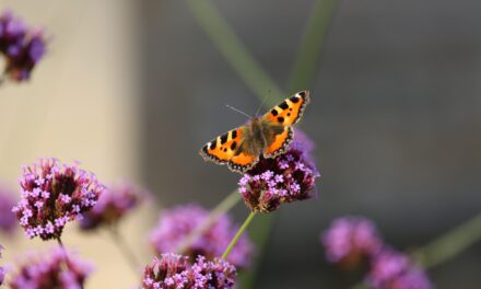 ‘Butterfly cocktails’: how to make endangered butterflies feel welcome in your garden