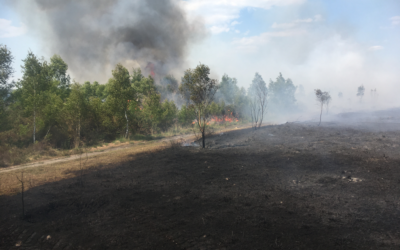 Friends of Thursley Common (FOTC) – protecting wildlife on our common