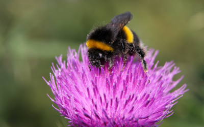 Give British bees a boost: expert reveals how to help our native bees survive the summer