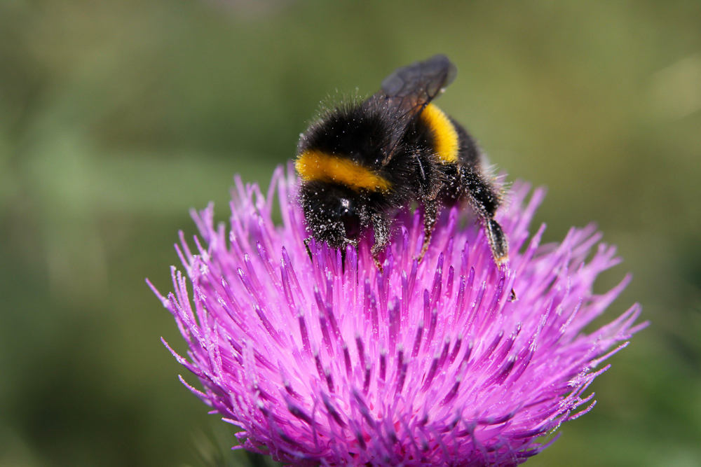 Give British bees a boost expert reveals how to help our native bees