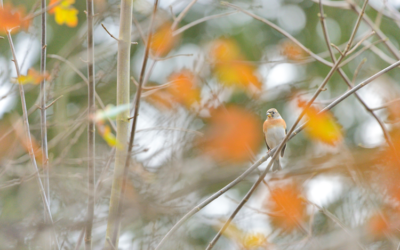 Meet your new neighbours – the migratory birds of autumn