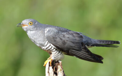 The spring cuckoo