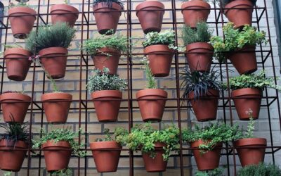Five urban gardening ideas to transform your environment