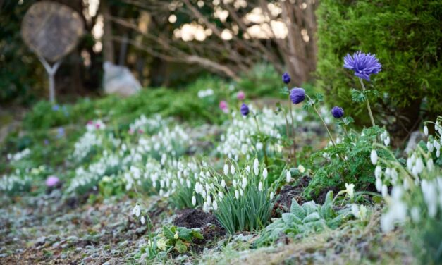 Enjoy National Garden Scheme Snowdrop Gardens this February and March in West Sussex
