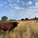 Hampton Estate reintroduces cattle to Puttenham Common after nearly a century