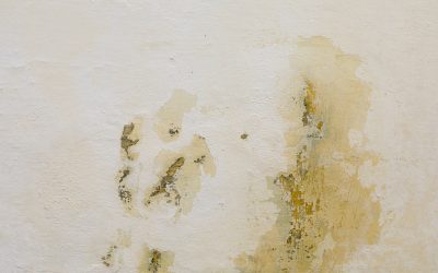Fresh Air at Home: Beating Damp and Mould in Winter Months