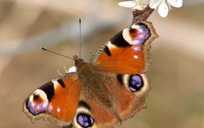 Learn about local nature with a Surrey Species Search