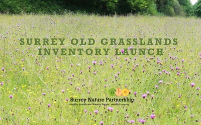 Old Grasslands Inventory points the way to protection for some of Surrey’s rarest habitats
