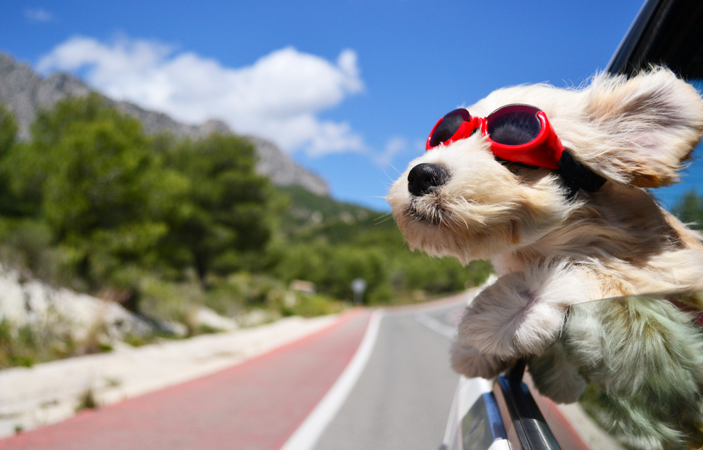 Heatwave advice for animals