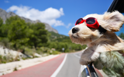 Heatwave advice for animals