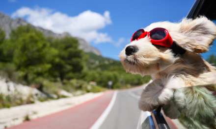 Heatwave advice for animals