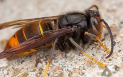 Asian Hornet invasion puts UK’s wildlife on red alert