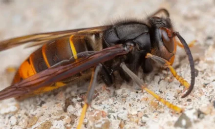 Asian Hornet invasion puts UK’s wildlife on red alert