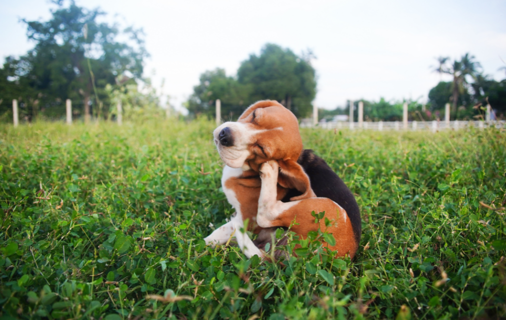 Seasonal allergies in dogs: how to recognise allergy symptoms and manage them effectively