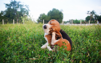 Seasonal allergies in dogs: how to recognise allergy symptoms and manage them effectively