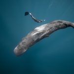 Win a pair of tickets to see The Ocean Film Festival at Dorking Halls on 13th November