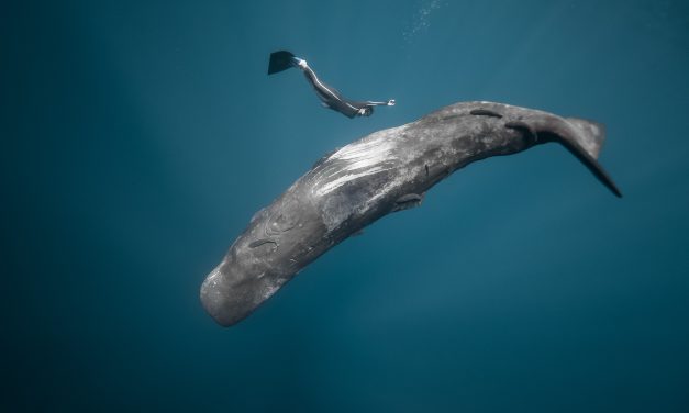Win a pair of tickets to see The Ocean Film Festival at Dorking Halls on 13th November
