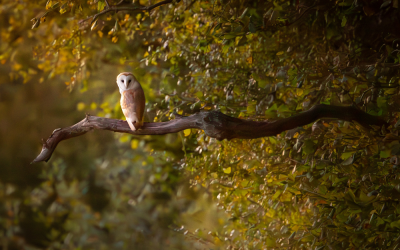The mellow magic of autumn in the South Downs National Park