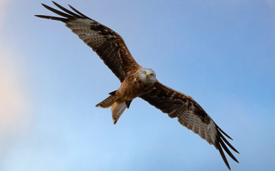 Major survey reveals mixed fortunes of precious farmland birds