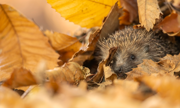 Be Scare-ful of nature this spooky season