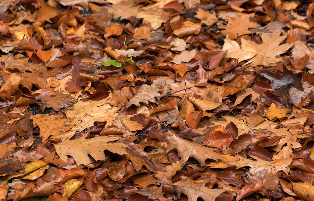 Stop raking! Why experts urge gardeners to leave the leaves where they fall